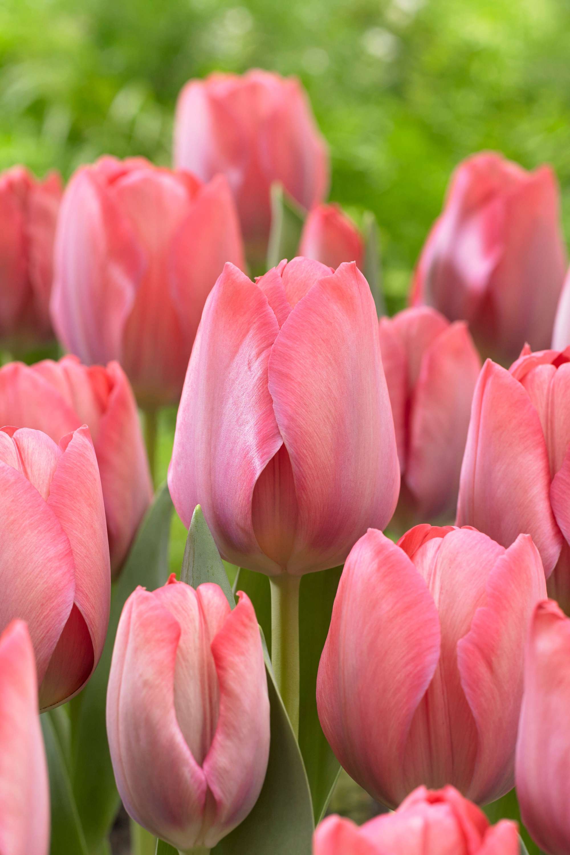 Tulpan 'Design Impression'